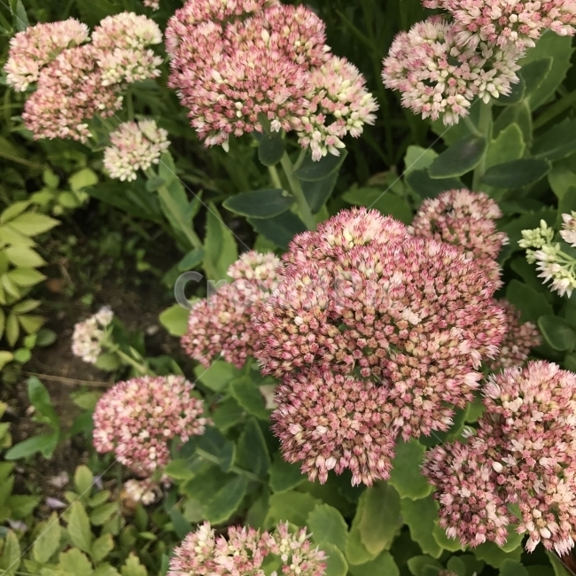 꿩의비름,경천,변경초,신화초,LiveForever,ShowySedum,돌나무과,여러해살이풀,약재,지혈작용,꽃,식물,Flower,식물,자연,plants,nature,꽃,flower