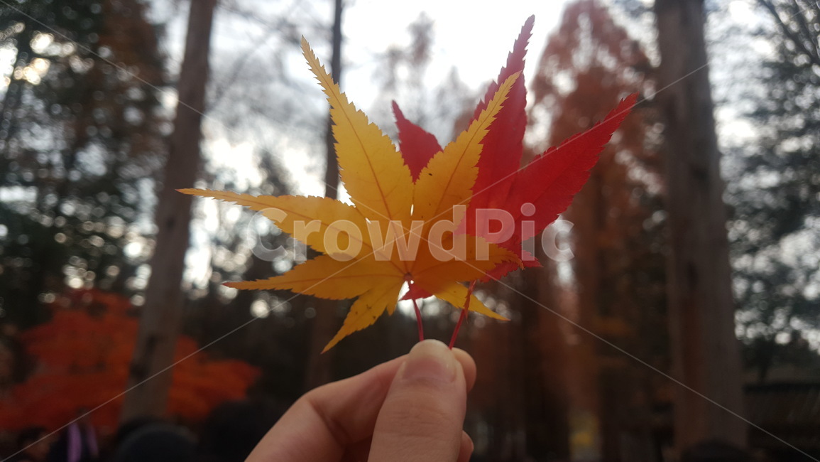 단풍,가을,노란단풍,빨간단풍,단풍잎,낙엽,나무,tree,plant,leaf,잎,나뭇잎
