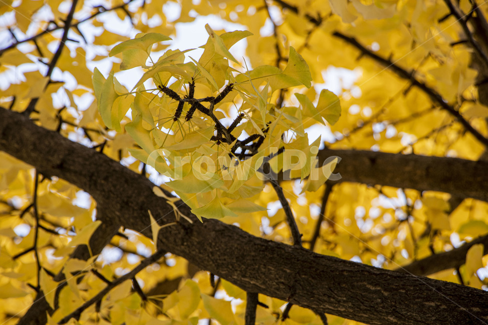 은행,은행나무,은행잎,ginkgo,ginkgotree,ginkgoleaves,가을,계절,fall,autumn,season,식물,자연,plants,nature,나무,trees,wood,leaf,잎,plant,tree