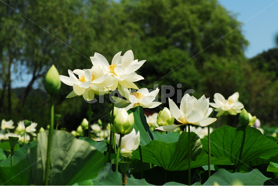 꽃,연꽃,궁남지,불교,여름,식물,자연,plants,nature,꽃,flower