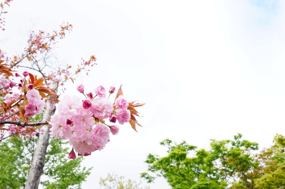 하늘,나무,tree,sky,봄,벚꽃,cherryblossom,spring,꽃,감성,flower