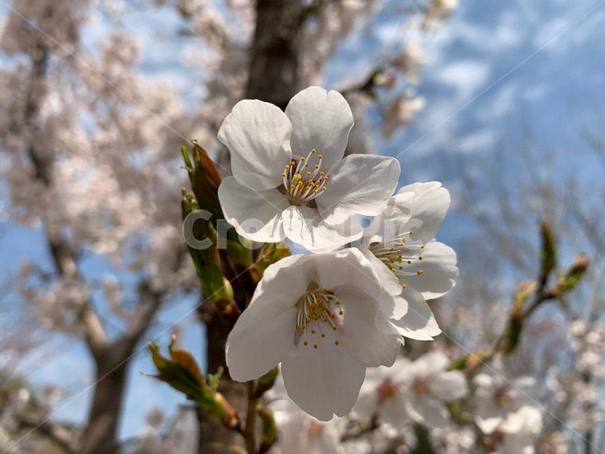 벚꽃,벚꽃놀이,꽃,꽃놀이,벚꽃길,안산벚꽃,봄,봄,계절,spring,season,식물,자연,plants,nature,꽃,flower,plant