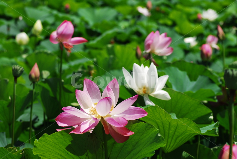 꽃,연꽃,궁남지,불교,여름,식물,자연,plants,nature,꽃,flower