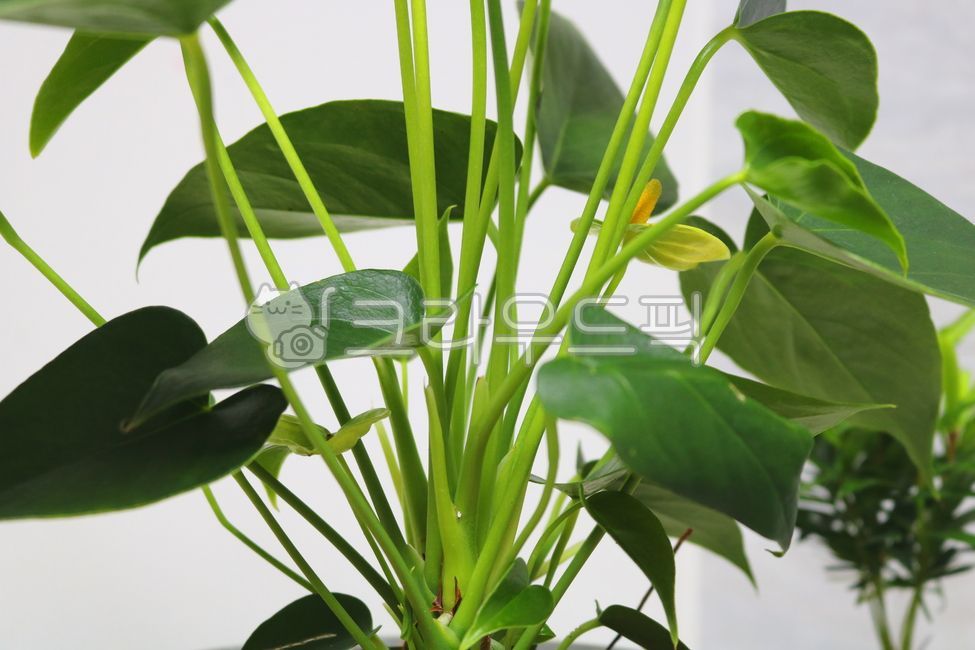 Cheonnam and,nature,air purifying plants,leaf,Anthurium flower,ornamental,foliage plant,flower,Anthurium,petal,leaves,plant,tropical plants