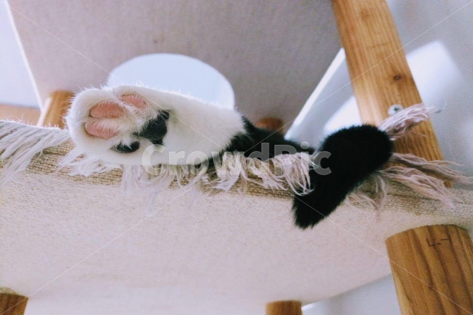 고양이,고양이발,젤리,귀여운,휴식,편안한,따뜻한,cat,kitty,paw,jelly,cute,relaxing,chillout,warm,동물,animal,포유류,mammal,고양이,cat,kitten,kitty