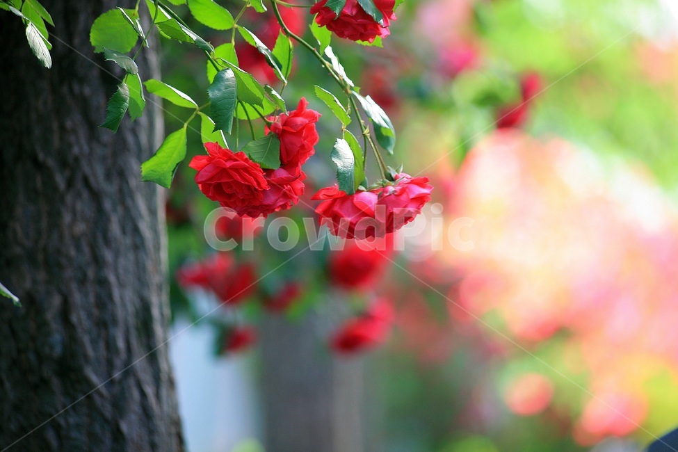 자연,나무,장미,분홍무늬,빨간꽃,식물,자연,plants,nature,꽃,flower