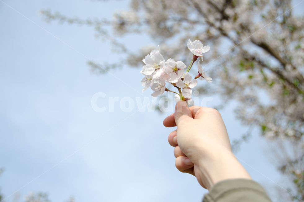 봄,벚꽃,손,하늘,자연,계절,휴식,꽃잎,배경,아름다운,아름다움,개화,분기,꽃,야외,그리움,기쁨,컨셉,휴가,봄,계절,spring,season