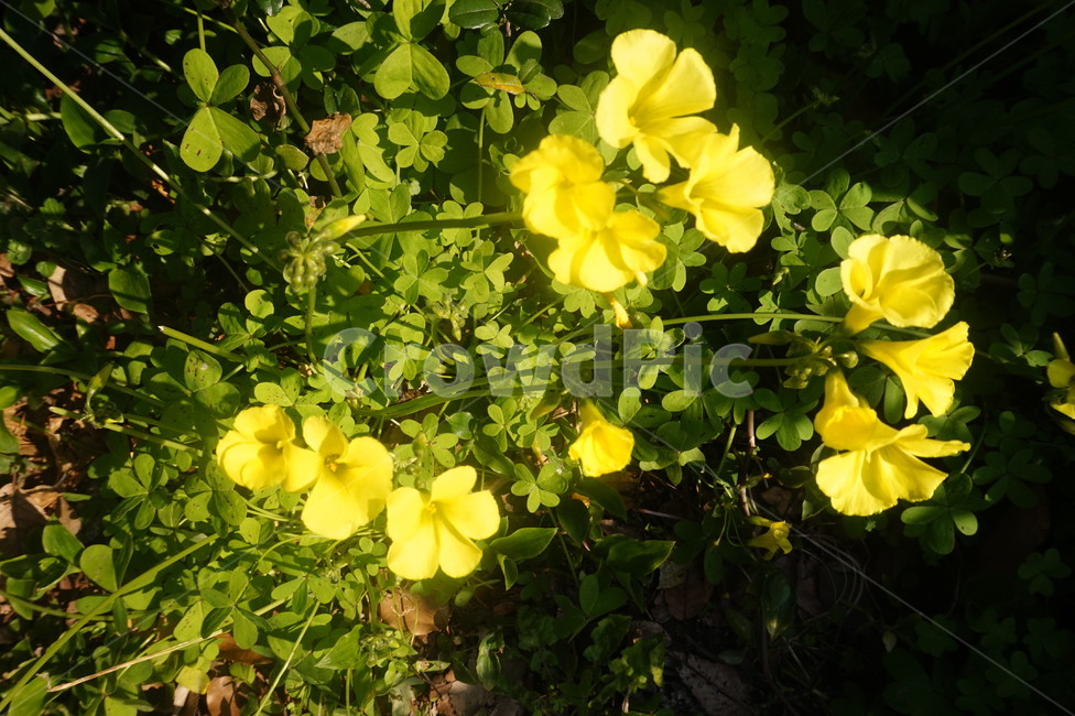 노란꽃,야생화,꽃,노랑,봄,식물,자연,plants,nature,꽃,flower