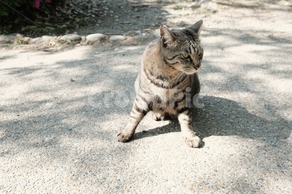 고양이,cat,자연,nature,동물,animal,동물,animal,포유류,mammal,고양이,cat,kitten,kitty