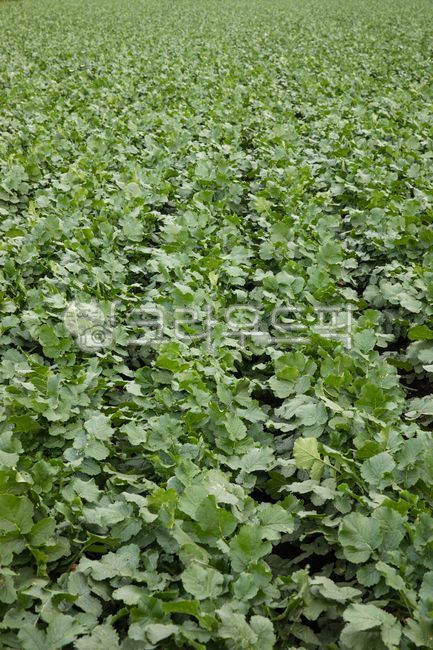 Radish kimchi,countryside scenery,radish,jejulsland,jeju island,sidedish,vegetable,scenery,Radish farm,side dish,radishfarm,sight,farm,Jeju Island scenery,good harvest,jejulslandscenery,bountifulharvest,kimchi,radishfield,nature,countryside,Radish field,r
