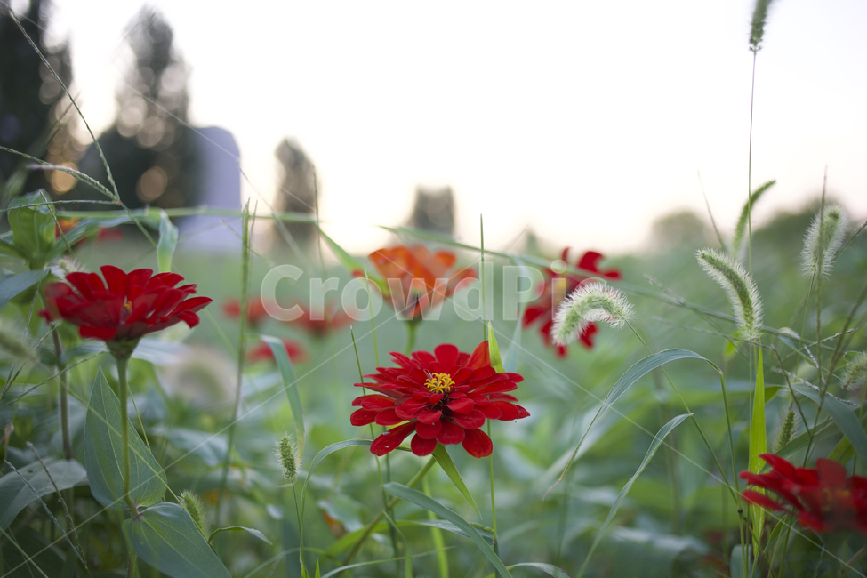 plant,식물,꽃,풍경,꽃밭,백일홍,flower