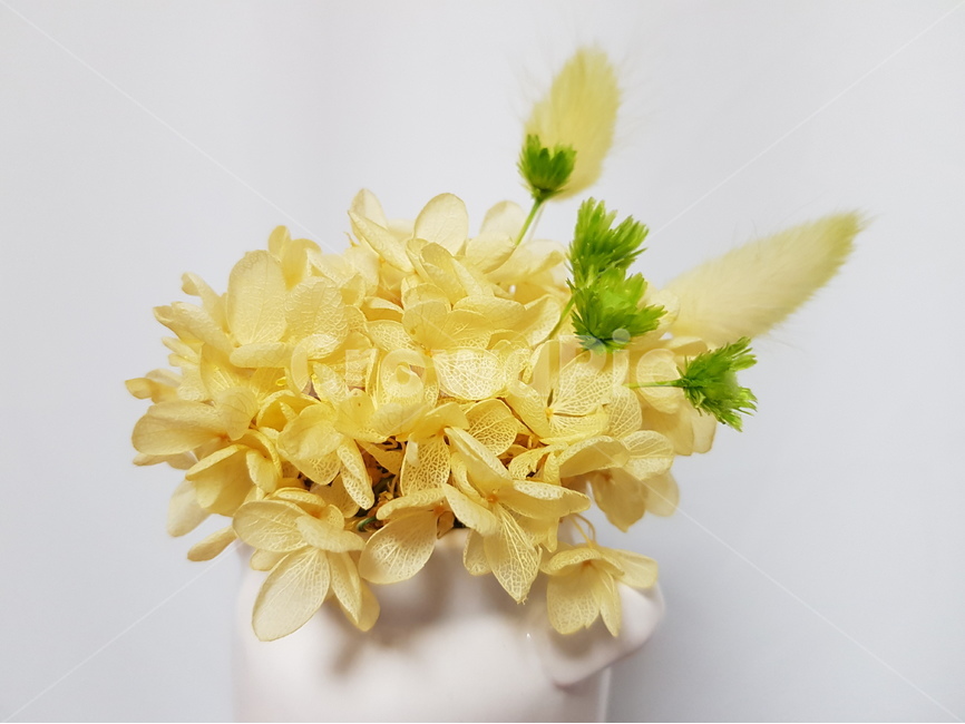 꽃,노란색,봄,프리저브드,노랑,꽃,flower,실내용화초,화분,화초,house plant,인테리어,실내디자인,interior design