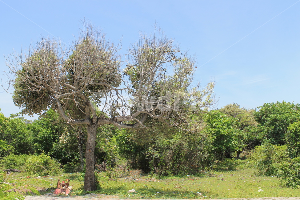인도네시아,길리,나무,신기한나무,indonesia,gili,marvelous,amazing,tree