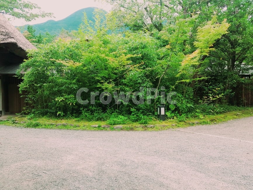 정원,풀숲,경치,풍경,푸른정원,자연,풍경,nature,landscape,plant,식물