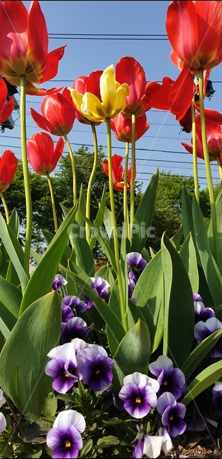 꽃,봄,식물,파릇한,자연,색감,식물,자연,plants,nature,꽃,flower