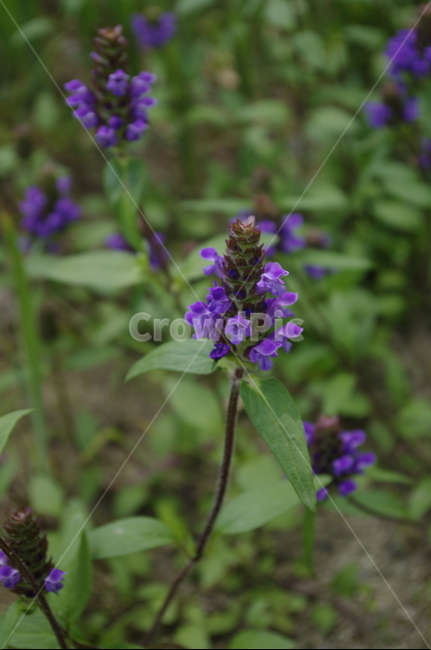 꽃,flower,식물,plant,계절,봄,spring,color,식물,자연,plants,nature,꽃,flower