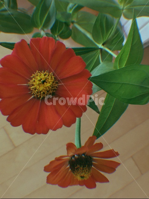 꽃,빨간꽃,식물,다홍색,이파리,식물,자연,plants,nature,꽃,flower