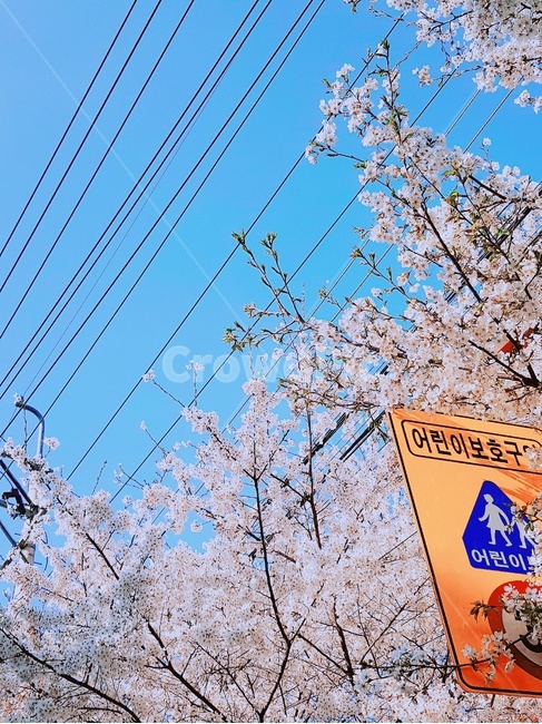 봄,벚꽃,표지판,하늘,나무,봄,계절,spring,season,plant,식물