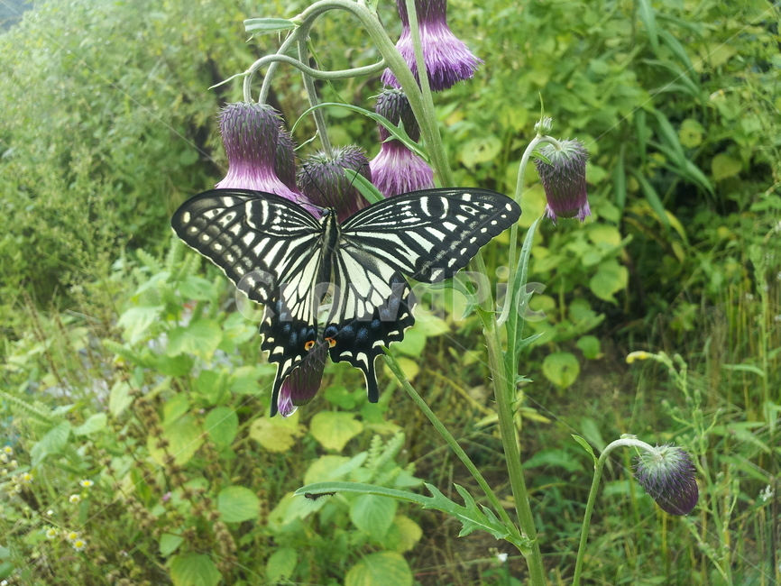 나비,봄나비,나비와꽃,봄,가을,동물,animal,곤충,벌레,insect,bug