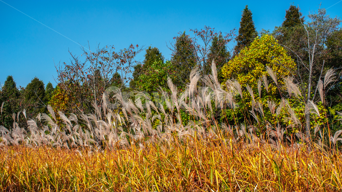 억새,갈대,가을,들판,풍경,가을,계절,fall,autumn,season,grass,잔디,plant,식물,lawn,reed