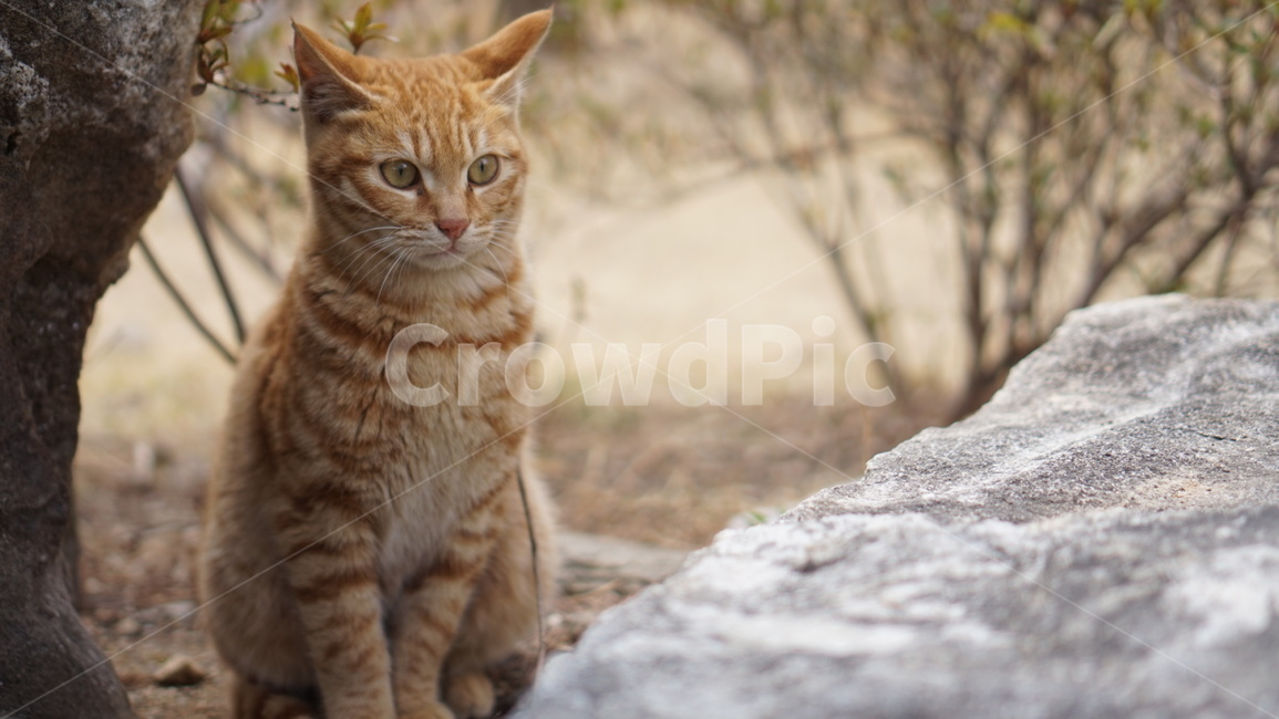 고양이,동물,cat,animal,귀여움,냥이,자연,야생,동물,animal,포유류,mammal,고양이,cat,kitten,kitty