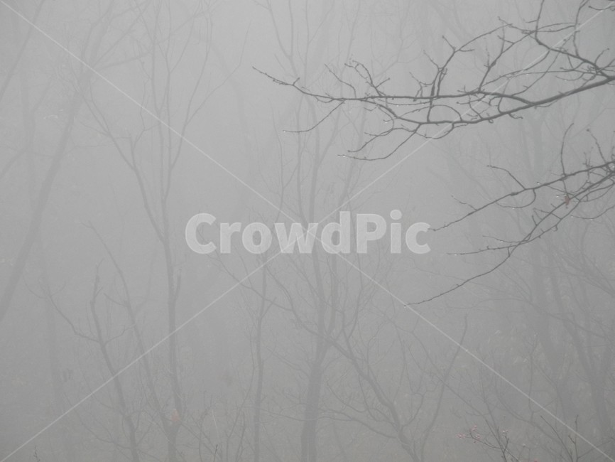 샨안개,겨울산,안개낀산,나뭇가지,가을산행,nature,자연,weather,날씨,북한산,비,비오는날,rain,rainy