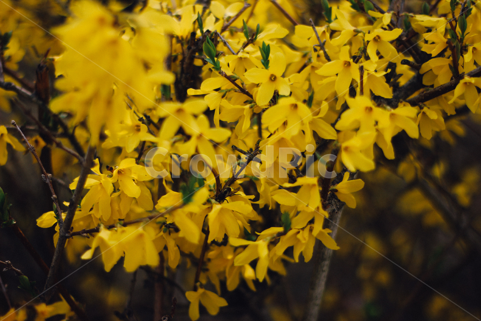 봄,봄꽃,꽃,개나리,봄사진,봄,계절,spring,season,식물,자연,plants,nature,꽃,flower,plant,leaf,잎