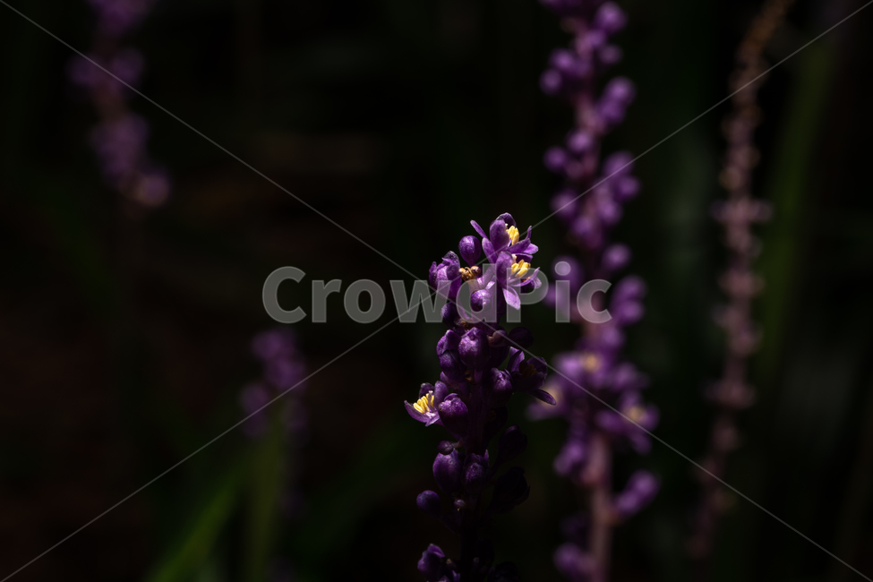 보라색,보라,맥문동,귀여운,작은,꽃,여름꽃,꽃,flower
