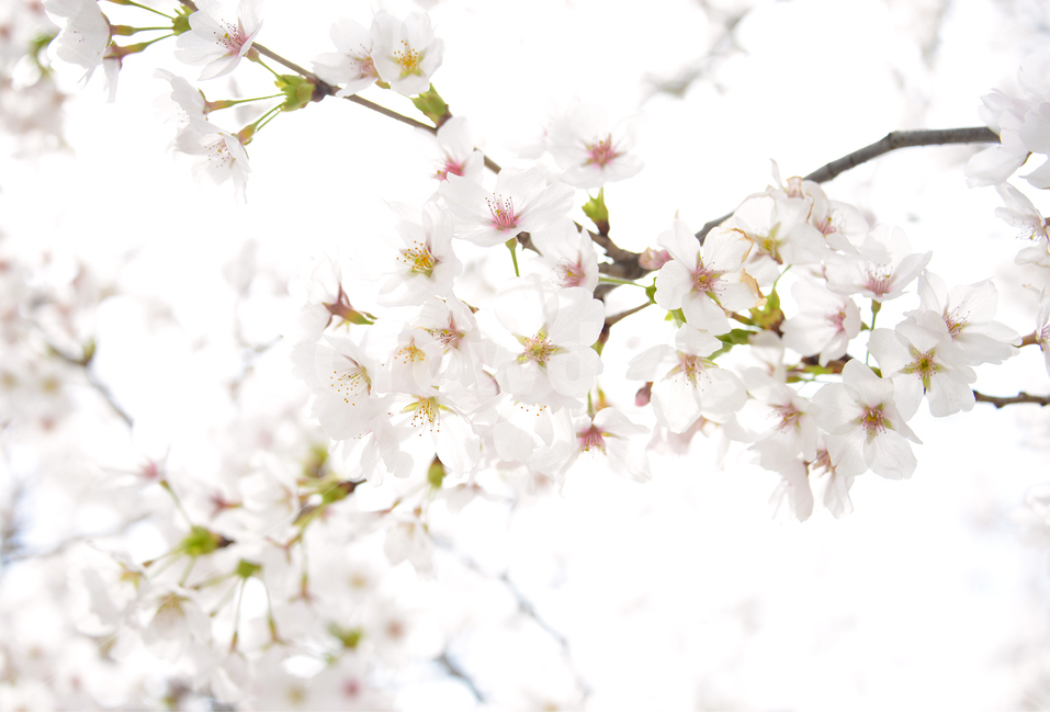 벚꽃,봄이미지,식물,꽃,화사함,봄,계절,spring,season,식물,자연,plants,nature,꽃,flower,휴식,힐링,rest,relaxation,healing,plant,blossom