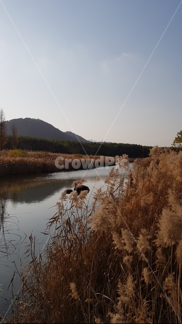 울산,태화강,둔치,억새,강변,강,river,자연,풍경,nature,landscape,grass,잔디,plant,식물,land,땅,outdoors,옥외,water,물