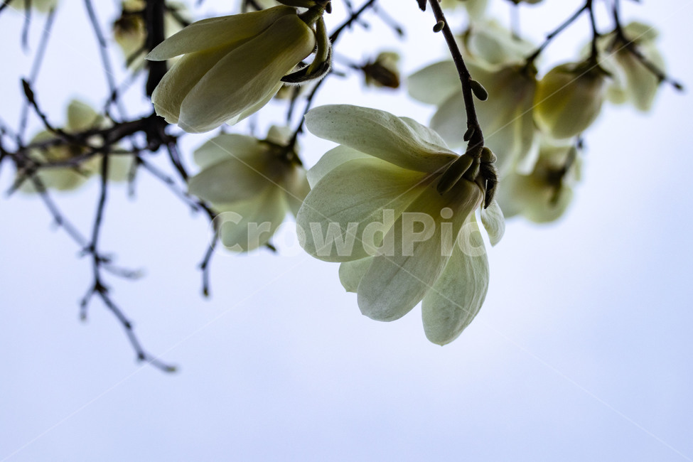 목련,백목련,봄꽃,목련꽃,흰목련,식물,자연,plants,nature,꽃,flower