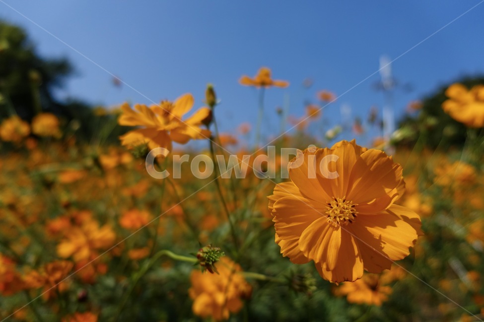 plant,식물,꽃,코스모스,하늘,가을,계절,fall,autumn,season,식물,자연,plants,nature,꽃,flower