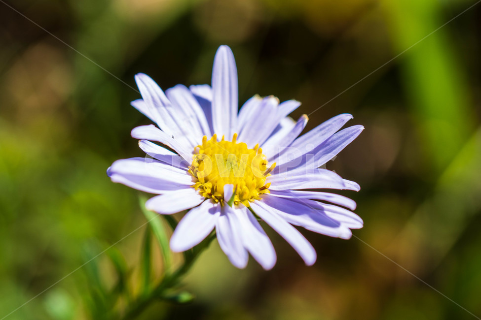 식물,가을,코스모스,데이지,꽃,식물,자연,plants,nature,꽃,flower