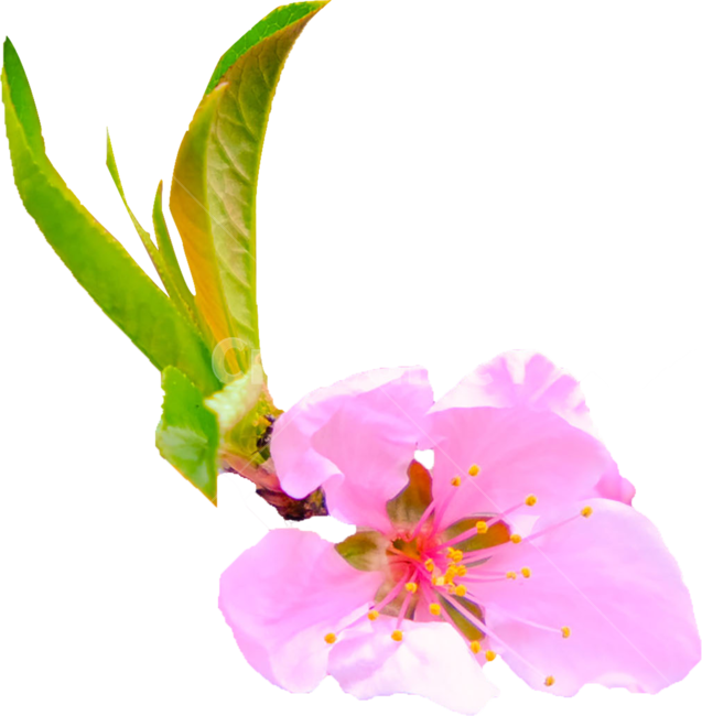 꽃,꽃잎,분홍색꽃잎,핑크색꽃잎,꽃누끼,분홍색꽃,분홍꽃,핑크색똧,핑크꽃,봄,봄꽃,개화,꽃하나,꽃한개