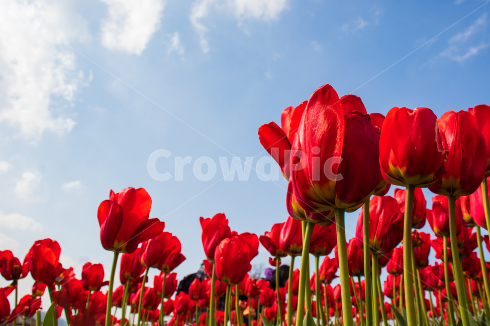 튤립,tulip,꽃,봄,레드,하늘,꽃밭,빨간,붉은,빨강,빨간색,파란,푸른,구름,자연,식물,풍경,경치,들판,밝은,정원,가든,만개,활짝핀,활짝피다,여름,컬러,칼라,컬러풀한,칼라풀한,색상,색감,아름다움,아름다운,예쁜,신선한,야외,꽃잎,계절,배경,바탕,백그라운드,그린,초록,flower,red,spring,tulips,bluesky,field,garden,bloom,blooming,blossom,landscape,blue,fields,sky,springtime,summer,nature,natural,color,colorful,beautiful,beauty,plant,fresh,clouds,cloud,flora,floral,green,leaf,outdoor,petal,season,background,bright