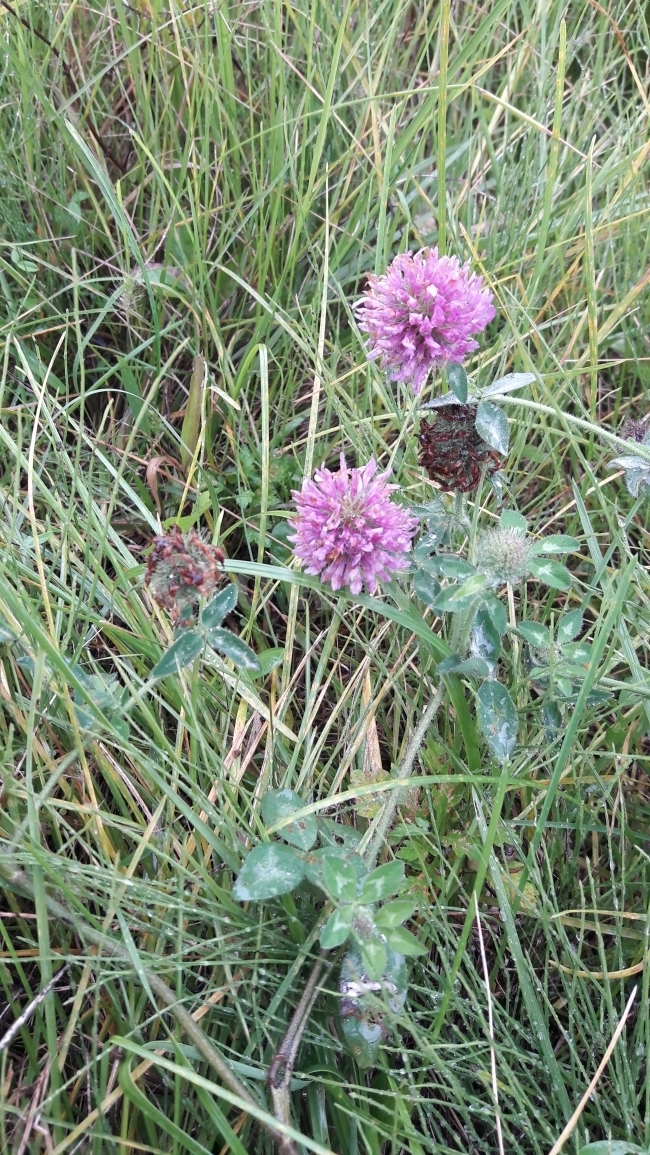 꽃,보라색,초록,빗방울,자연,식물,자연,plants,nature,꽃,flower