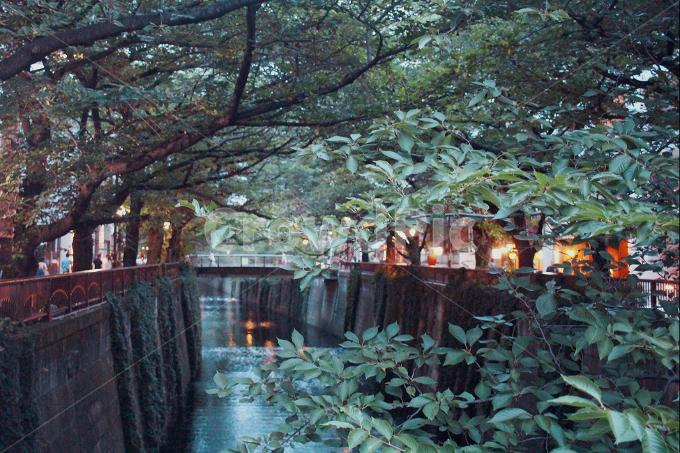 거리,street,일본,풍경,저녁,나카메구로,다이칸야마,도쿄,tokyo,outdoors,분위기,초록,나무,잎