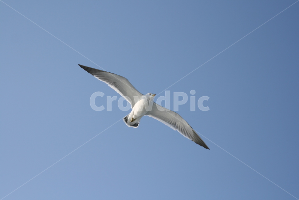 seagull,animal,동물,bird,새,갈매기,하늘,날다,동물,animal,조류,새,birds