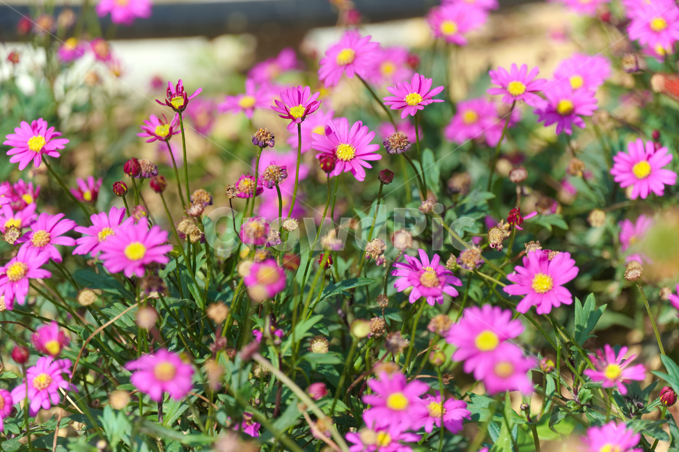 사계코스모스,꽃,자연,접사,배경화면,힐링,신선함,안식처,season,plants,nature,flower,sensible,feeling,색깔,색상,색채,색감,colorsense,colorsensitivity,feelingofcolor,감성,평온함,느낌,휴식