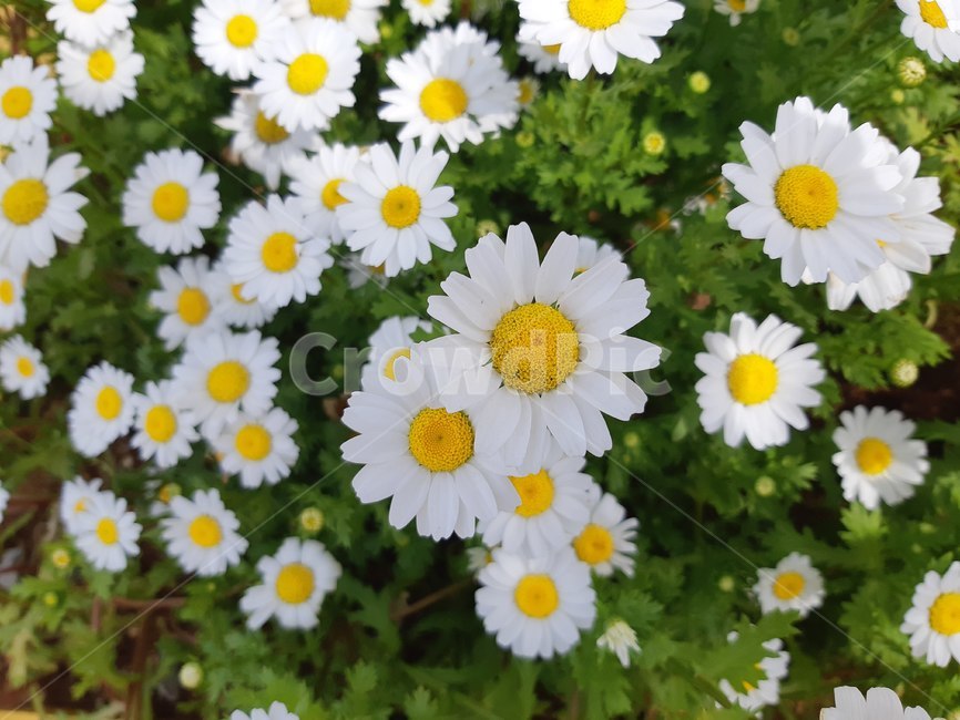 plant,식물,blossom,daisy,daisies,데이지,flower,꽃,식물,자연,plants,nature,꽃,flower