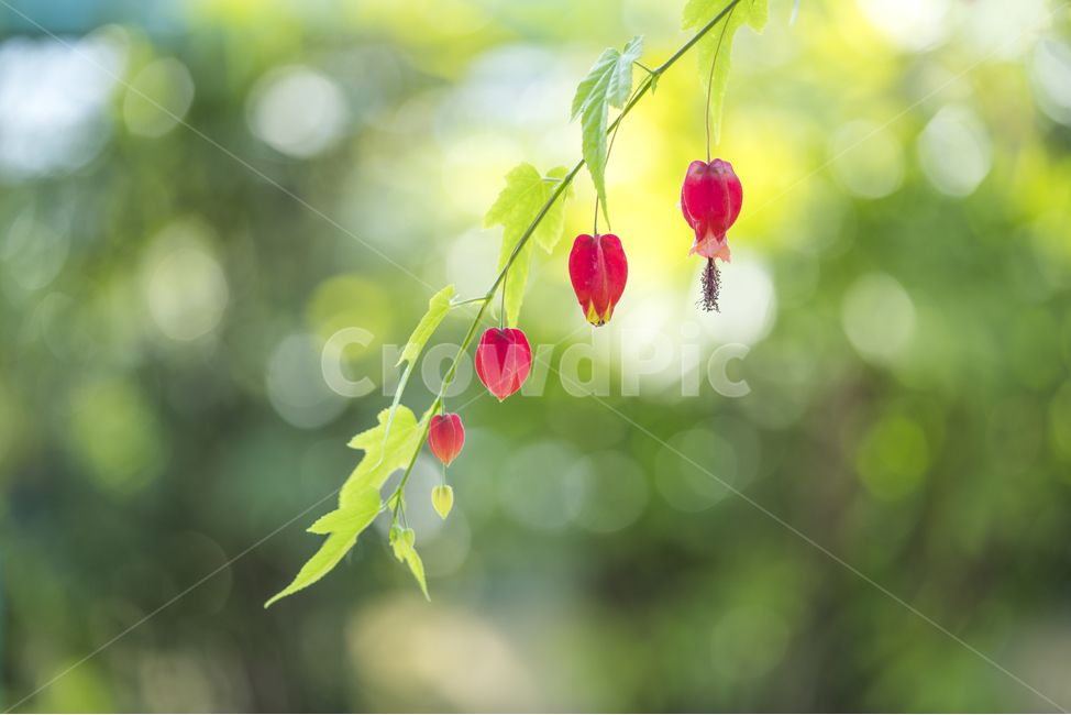 자연,꽃,식물,봄,감성,봄,계절,spring,season,식물,자연,plants,nature,꽃,flower,감성,sensible,feeling,색깔,색상,색채,색감,color sense,color sensitivity,feeling of color,leaf,잎,plant