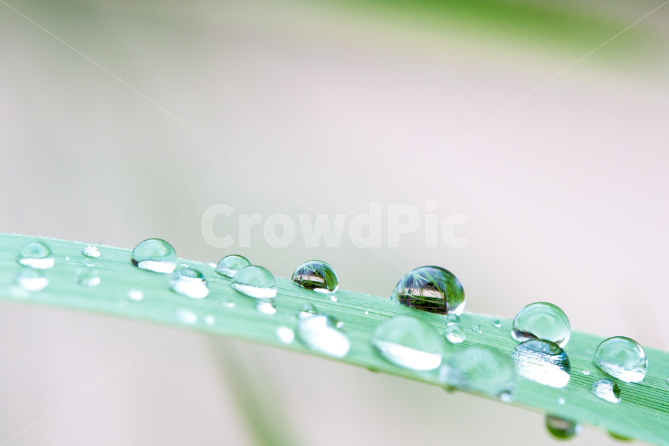 봄,아침이슬,빛방울,나뭇잎,접사사진,식물,자연,plants,nature,비,비오는날,rain,rainy