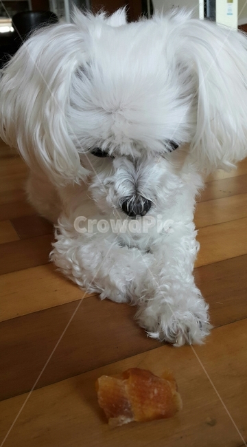 간식,강아지,흰강아지,애견,반려견,dog,puppy