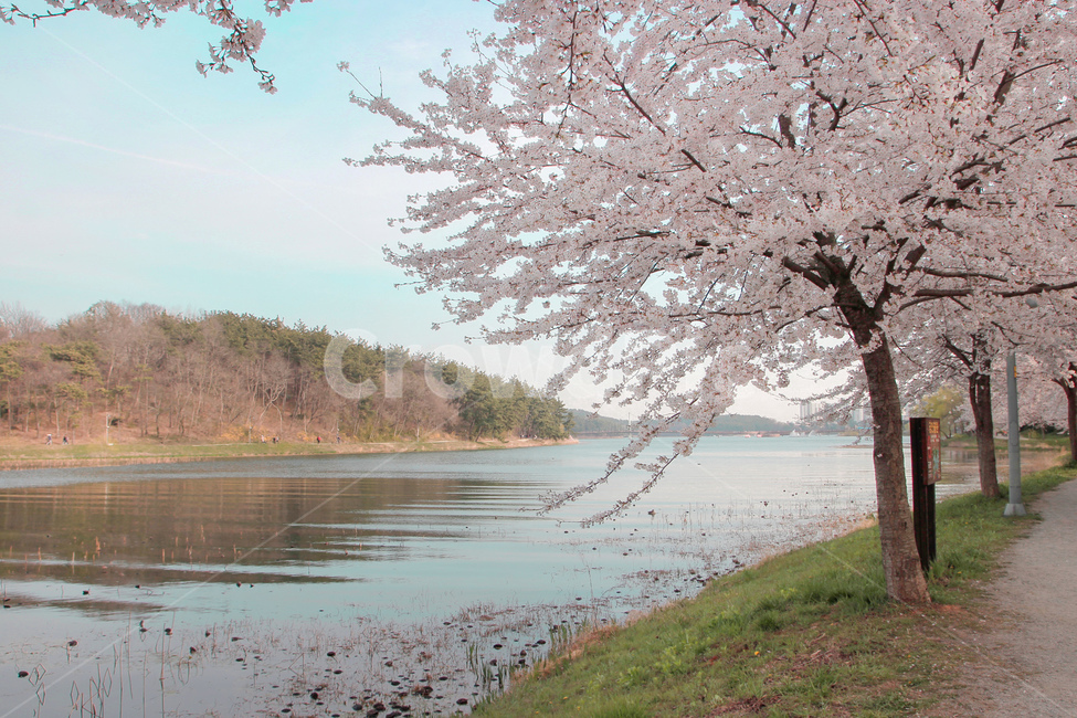 벚꽃,blossom,꽃,flower,cheeryblossom,자연,nature,flowers,풍경,outdoors,봄,계절,spring,season