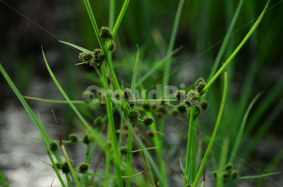 알방동사니,사촛과,한해살이풀,종자번식,녹비식물,잡초,식물,자연,plants,nature