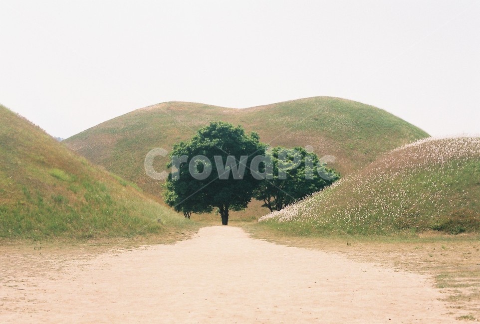 경주,대릉원,나무,왕릉,풍경,자연,필름사진