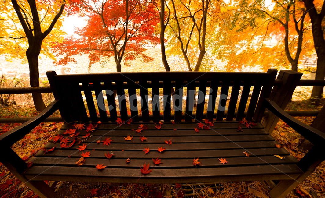 가을,단풍,낙엽,의자,공원,벤치,계절,감성,나무,숲,가을,계절,fall,autumn,season,휴식,힐링,rest,relaxation,healing,railing,난간,banister,handrail,furniture,가구