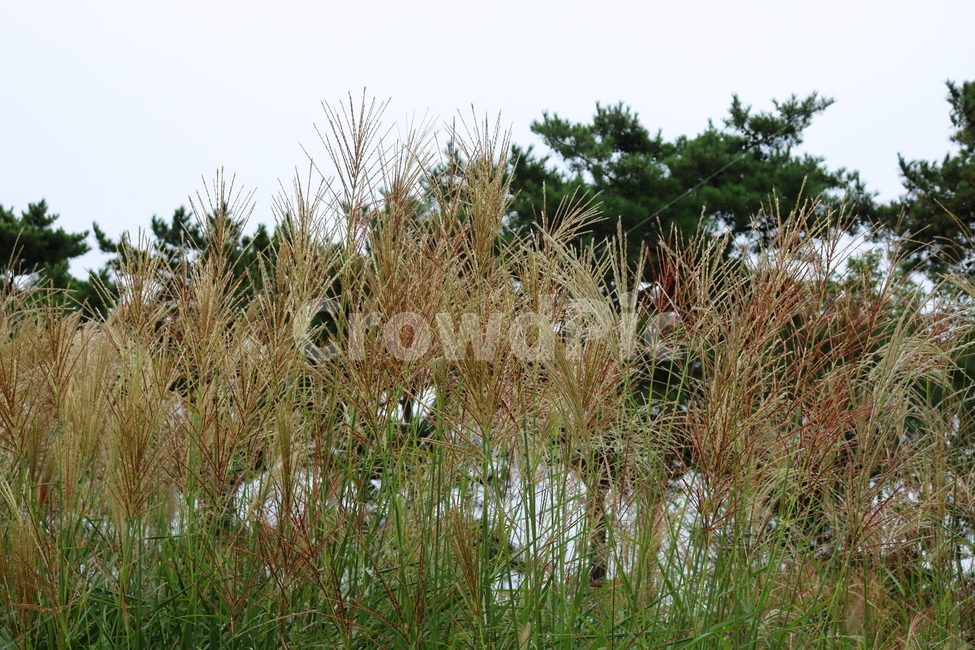억새,풀,억새풀,식물,자연,들풀,두영,가을,식물,자연,plants,nature