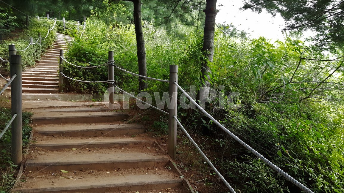 계단,산책로,길,힐링,숲,자연,나무계단,펜스,숲길,나무,trail,path,woods,stairs,rope,earlysummer,신록,산책,계절,나뭇잎
