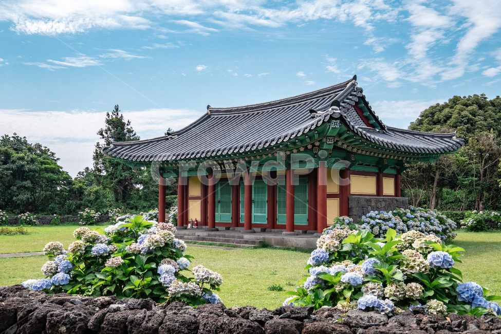 한옥,혼인지,수국,전통혼례,제주도,신화,혼례장,서귀포,명소,구름,잔디,돌담